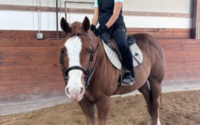 Loving our Lesson Horses